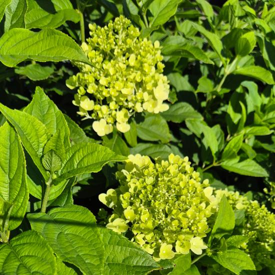 Hydrangea paniculata 'Limelight' - Fehér bugás hortenzia 10 liter Hydrangea paniculata 'Limelight' - Fehér bugás hortenzia 10 liter