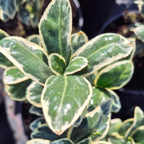 Euonymus japonicus 'Aureomarginatus' – Japán kecskerágó 2 liter Euonymus japonicus 'Aureomarginatus' – Japán kecskerágó 2 liter