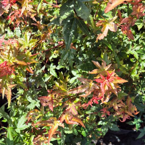 Acer palmatum 'Deshojo' - Japán juhar 2 liter Acer palmatum 'Deshojo' - Japán juhar 2 liter