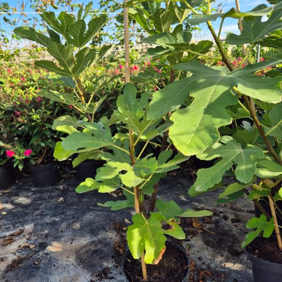 Ficus carica Desert King - Füge 4 liter