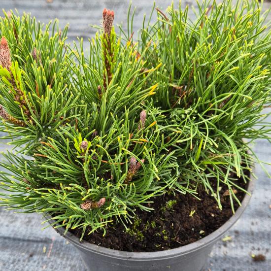 Pinus mugo var. Pumilio - Havasi törpefenyõ 2 liter Pinus mugo var. Pumilio - Havasi törpefenyõ 2 liter