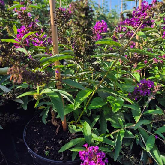 Buddleia davidii Tutti Frutti - Nyári orgona 4 liter Buddleia davidii Tutti Frutti - Nyári orgona 4 liter