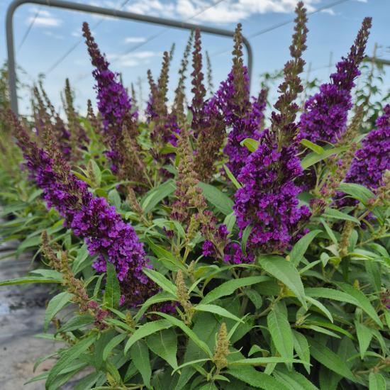 Buddleia davidii Candy Little Purple - Törpe nyári orgona 4 liter