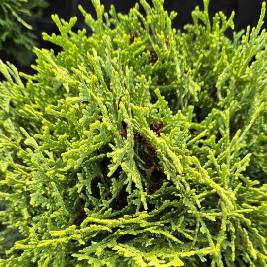 Thuja occidentalis 'Kobold' - Törpe gömbtuja 2 liter Thuja occidentalis 'Kobold' - Törpe gömbtuja 2 liter