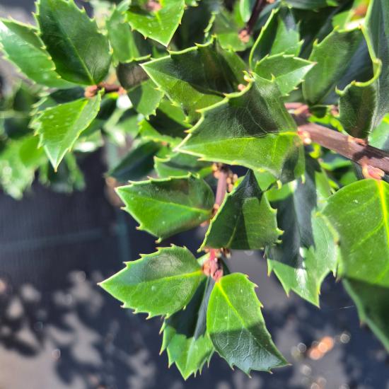 Ilex x meserveae 'Blue Prince' - Kék magyal porzós 4 liter Ilex x meserveae 'Blue Prince' - Kék magyal porzós 4 liter