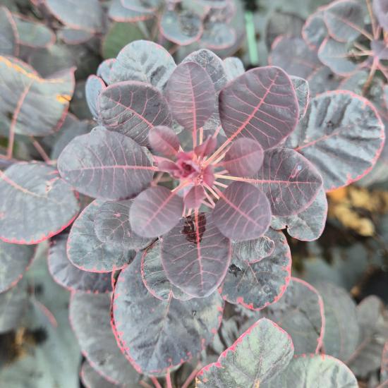 Cotinus coggygria 'Royal Purple' - Vörös cserszömörce 5 liter Cotinus coggygria 'Royal Purple' - Vörös cserszömörce 5 liter