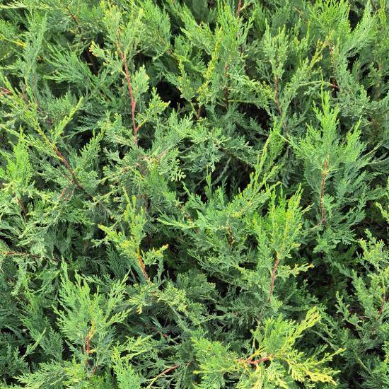 Cupressocyparis leylandii - Leylandi ciprus 2 liter Cupressocyparis leylandii - Leylandi ciprus 2 liter