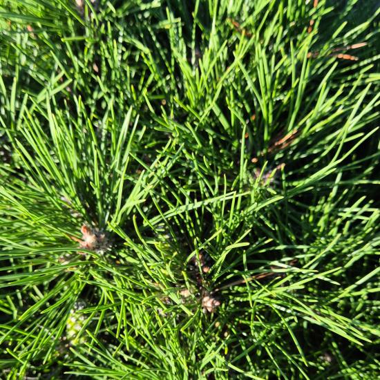 Pinus nigra 'Brepo' – Feketefenyő (magastörzsön) Pinus nigra 'Brepo' – Feketefenyő (magastörzsön)