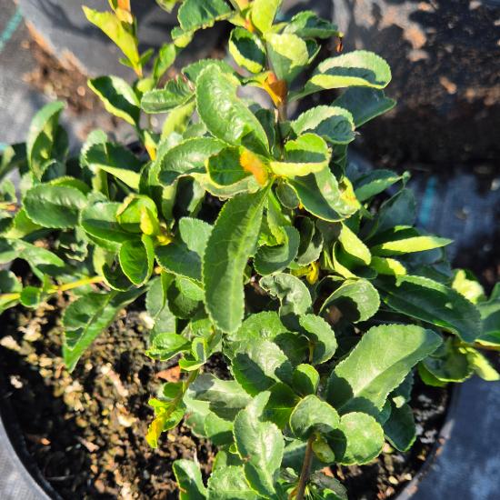 Chaenomeles x superba 'Orange Trail' - Japán Díszbirs 2 liter Chaenomeles x superba 'Orange Trail' - Japán Díszbirs 2 liter