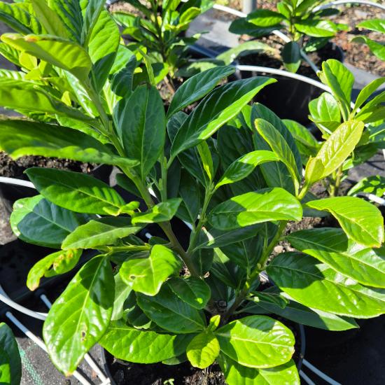 Prunus laurocerasus 'Novita' - Babérmeggy gyors növekedésű 3 liter Prunus laurocerasus 'Novita' - Babérmeggy gyors növekedésű 3 liter