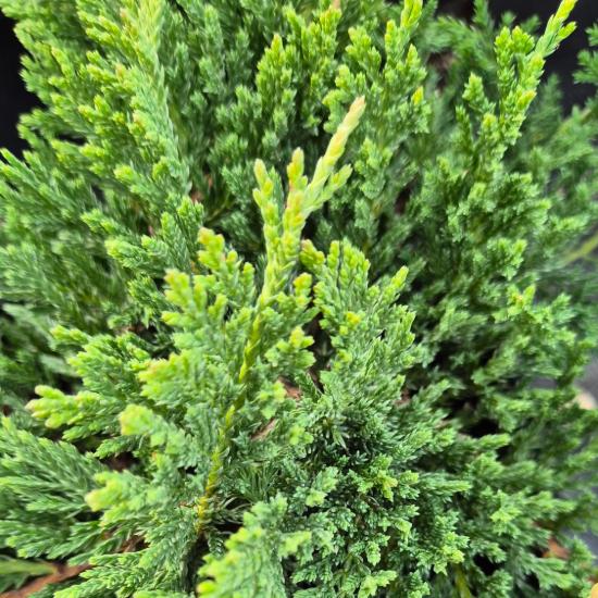 Juniperus horizontalis 'Prinz of Wels' - Zöld terülő henye boróka 2 liter Juniperus horizontalis 'Prinz of Wels' - Zöld terülő henye boróka 2 liter