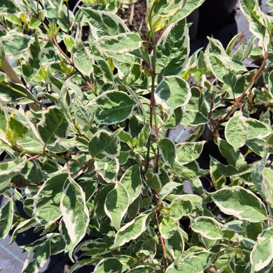 Cornus alba 'Sibrica Variegata' - Tarka levelû fehér som 5 liter
Cornus alba 'Sibrica Variegata' - Tarka levelû fehér som 5 liter
