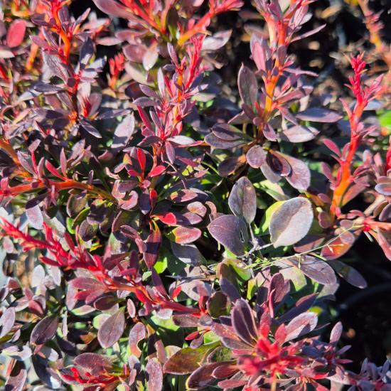 Berberis thunbergii 'Bagatelle' - Törpe gömb japán borbolya Berberis thunbergii 'Bagatelle' - Törpe gömb japán borbolya