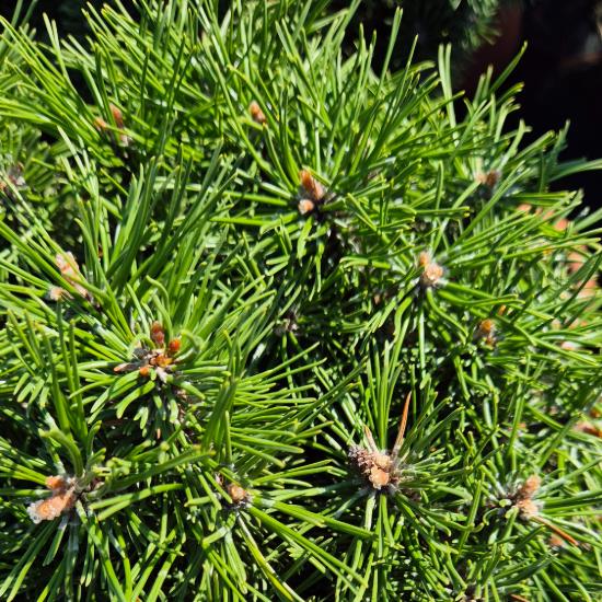 Pinus mugo 'Humpy' – Havasi törpefenyő (magastörzsű) Pinus mugo 'Humpy' – Havasi törpefenyő (magastörzsű)
