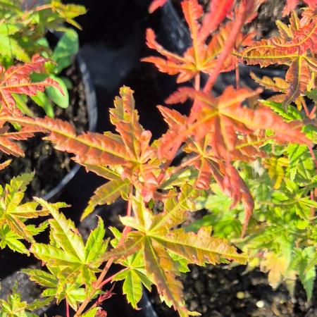 Acer palmatum 'Phoenix' - Japán juhar Phoenix 10 liter