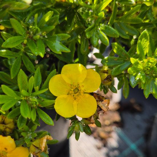 Potentilla fruticosa 'Kobold' - Törpe, sárga cserjés pimpó 2 liter Potentilla fruticosa 'Kobold' - Törpe, sárga cserjés pimpó 2 liter