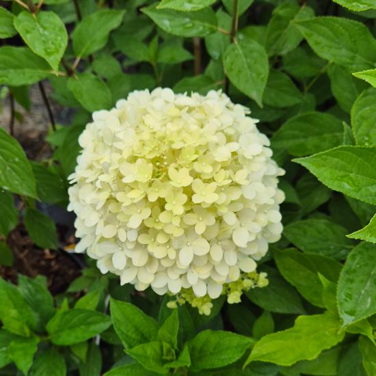 Hydrangea paniculata 'Phantom' – Bugás hortenzia 10 liter Hydrangea paniculata 'Phantom' – Bugás hortenzia 10 liter