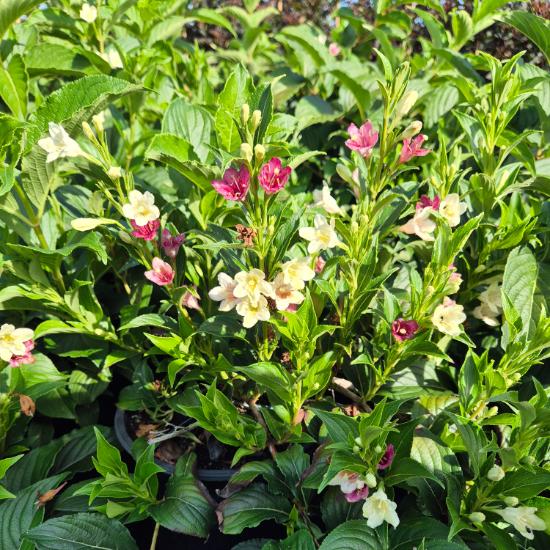 Weigela 'Marjorie' - Marjorie rózsalonc 4 liter Weigela 'Marjorie' - Marjorie rózsalonc 4 liter