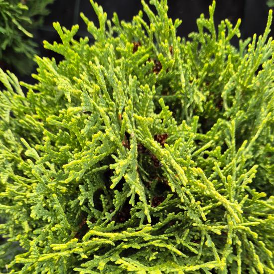 Thuja occidentalis 'Kobold' - Törpe gömbtuja 5 liter Thuja occidentalis 'Kobold' - Törpe gömbtuja 5 liter