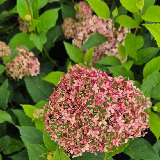 Hydrangea arborescens 'Pink Percussion' - Cserjés hortenzia 4 liter