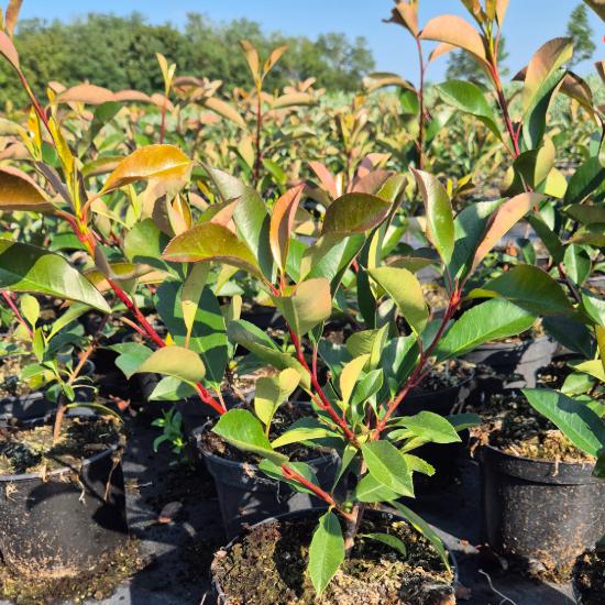 Photinia x fraseri 'Red Robin' - Korallberkenye 2 liter Photinia x fraseri 'Red Robin' - Korallberkenye 2 liter