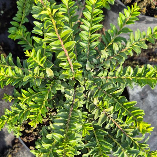 Lonicera nitida 'Maigrün' - Mirtuszlonc 2 liter Lonicera nitida 'Maigrün' - Mirtuszlonc 2 liter