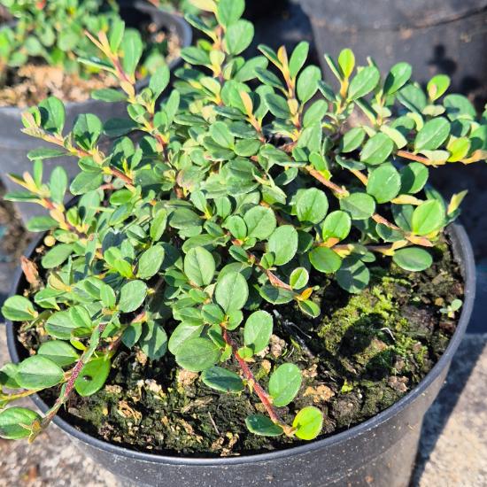 Cotoneaster procumbens 'Queen of Carpet' – Talajtakaró madárbirs 2 liter Cotoneaster procumbens 'Queen of Carpet' – Talajtakaró madárbirs 2 liter