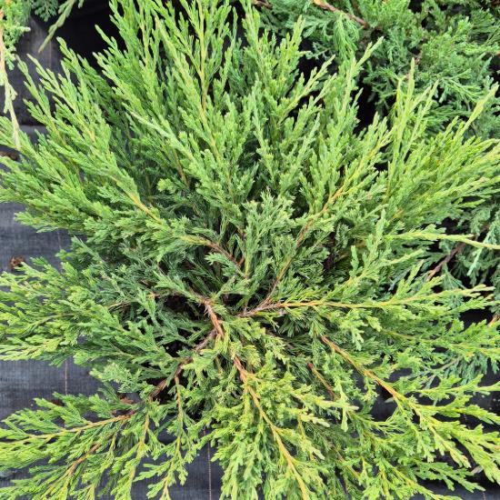 Juniperus horizontalis 'Andorra Compact' - Terülõ henye boróka 2 liter Juniperus horizontalis 'Andorra Compact' - Terülõ henye boróka 2 liter