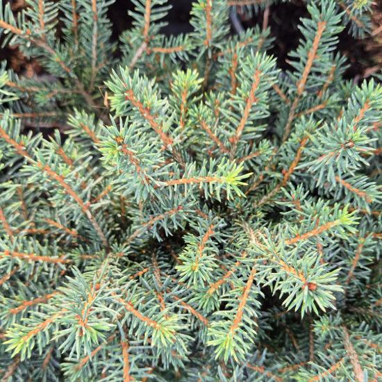 Picea omorika 'Karel' – Törpe szerb lucfenyő 2 liter Picea omorika 'Karel' – Törpe szerb lucfenyő 2 liter