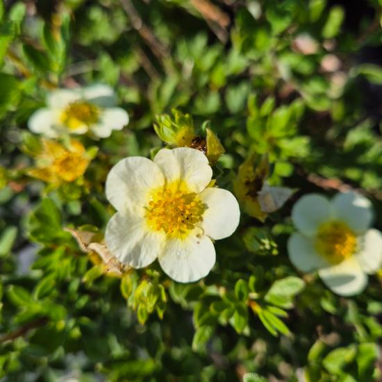 Potentilla fruticosa 'Limelight' - Cserjés pimpó 2 liter Potentilla fruticosa 'Limelight' - Cserjés pimpó 2 liter