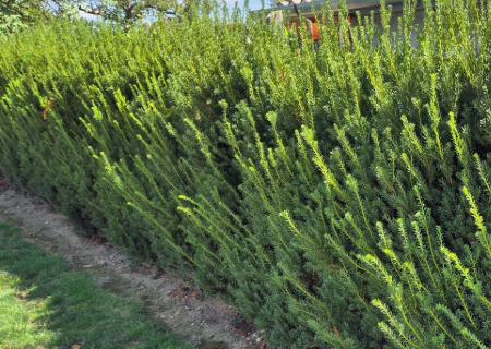 Sövények szerepe és jelentősége title