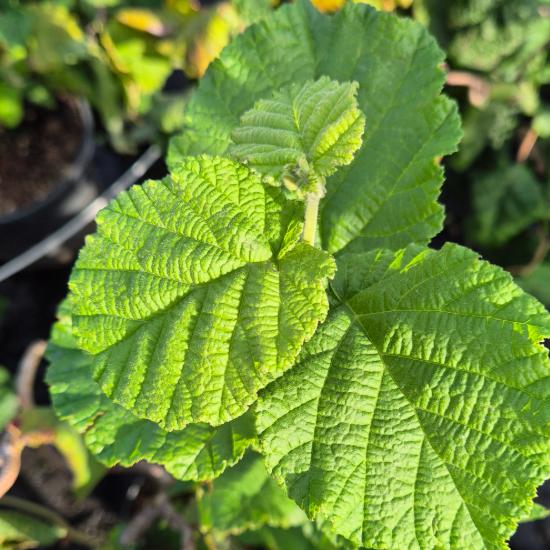 Corylus avellana 'Contorta' - Csavart mogyoró 7,5 liter Corylus avellana 'Contorta' - Csavart mogyoró 7,5 liter