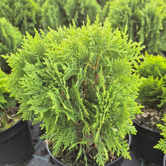 Thuja occidentalis 'Danica' - Törpe gömbtuja 2 liter Thuja occidentalis 'Danica' - Törpe gömbtuja 2 liter