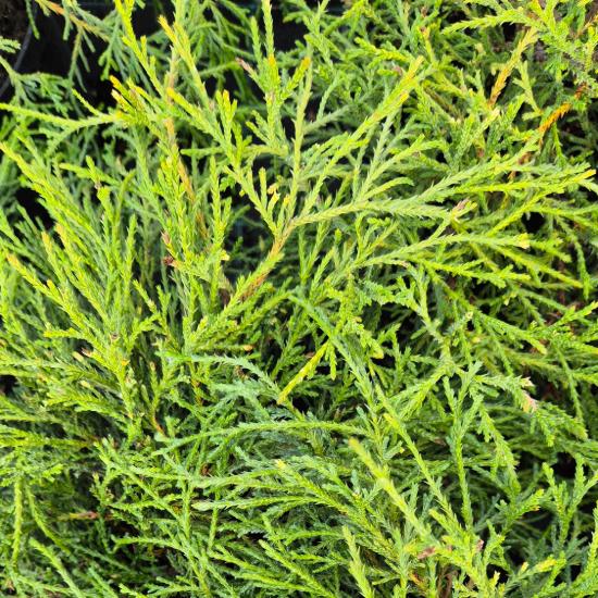 Chamaecyparis pisifera 'Filifera Nana' - Törpe szavára hamisciprus 2 liter Chamaecyparis pisifera 'Filifera Nana' - Törpe szavára hamisciprus 2 liter