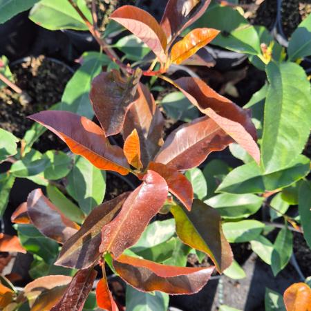 Photinia x fraseri 'Camilvy' - Korallberkenye 10 liter Photinia x fraseri 'Camilvy' - Korallberkenye 10 liter