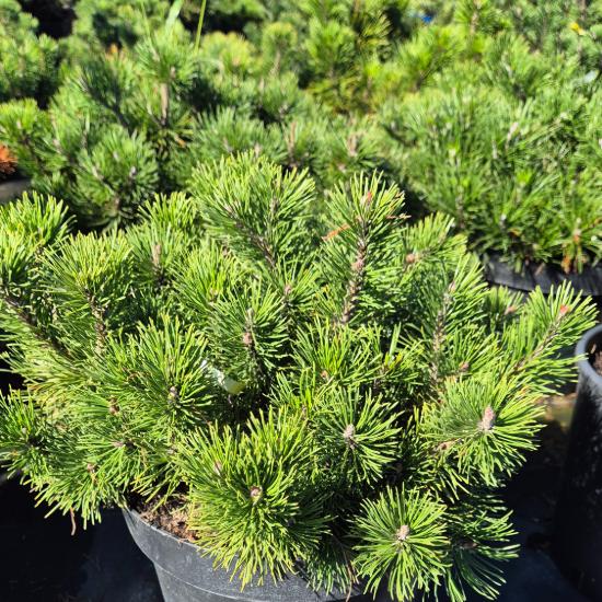 Pinus mugo var. Pumilio - Havasi törpefenyõ 10 liter Pinus mugo var. Pumilio - Havasi törpefenyõ 10 liter