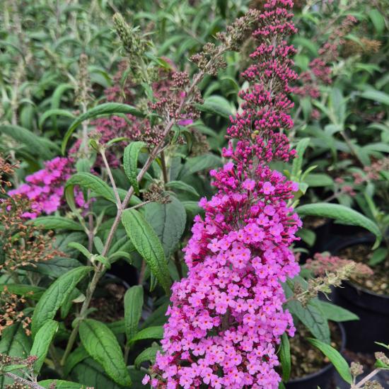Buddleia davidii 'Pink Delight'- Nyáriorgona (rózsaszín) 2 liter Buddleia davidii 'Pink Delight'- Nyáriorgona (rózsaszín) 2 liter