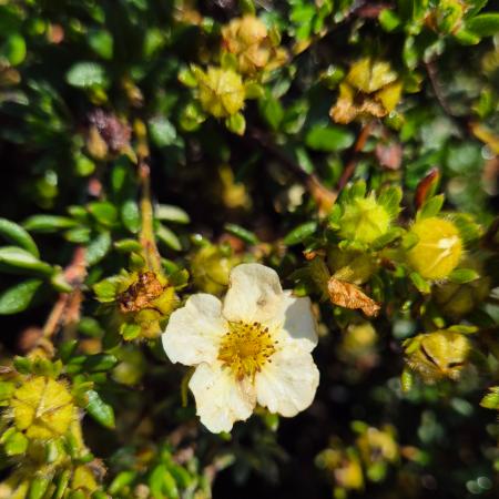 Potentilla fruticosa 'Primrose Beauty' – Világossárga virágú cserjés pimpó 2 liter