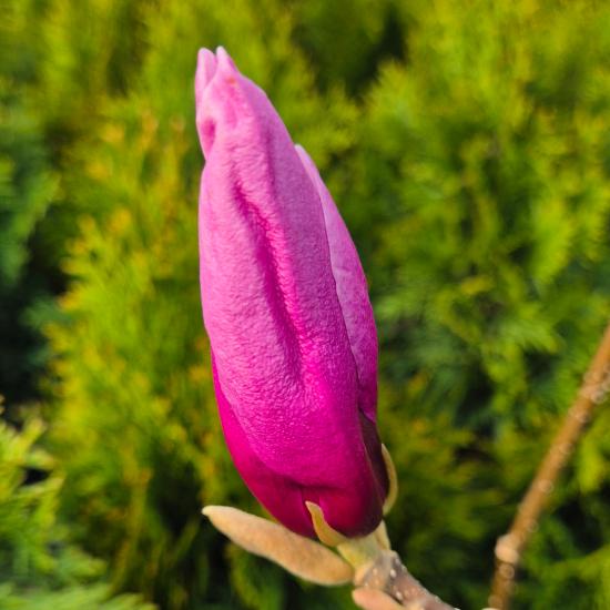 Magnolia 'Rickii' - Nagyvirágú liliomfa 4 liter Magnolia 'Rickii' - Nagyvirágú liliomfa 4 liter