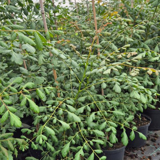 Koelreuteria paniculata - Bugás csörgőfa 5 liter
Koelreuteria paniculata - Bugás csörgőfa 5 liter