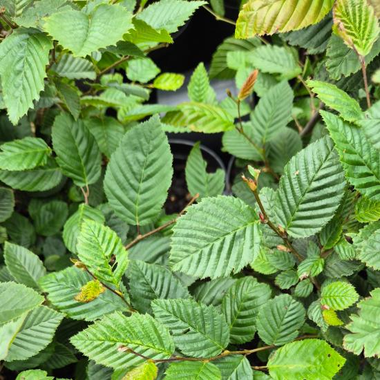 Carpinus Betulus - Gyertyán 2 liter Carpinus Betulus - Gyertyán 2 liter