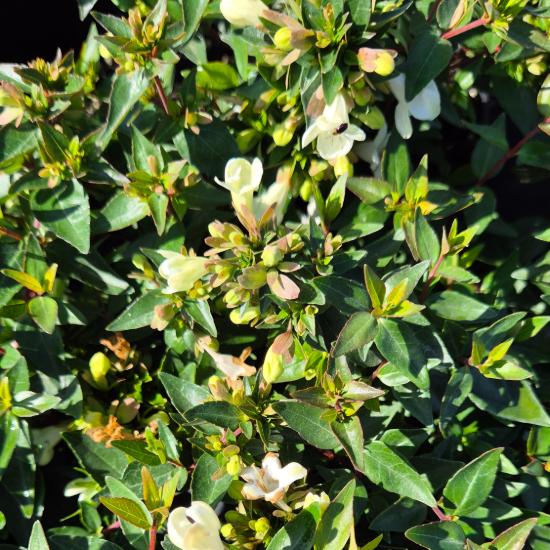Abelia x grandiflora 'Sherwoodii' – Nagyvirágú tárnicslonc 2 liter Abelia x grandiflora 'Sherwoodii' – Nagyvirágú tárnicslonc 2 liter