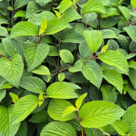 Viburnum plicatum 'Grandiflorum' – Redős levelű bangita 5 liter