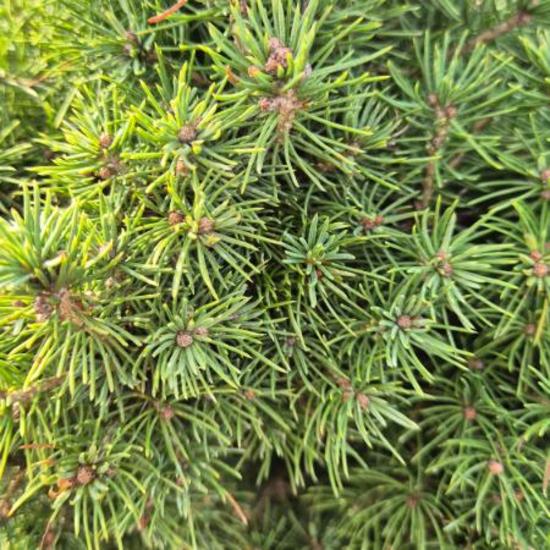 Pinus mugo 'Gnom' – Havasi törpefenyő (magastörzsön) Pinus mugo 'Gnom' – Havasi törpefenyő (magastörzsön)