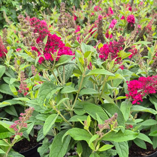 Buddleia davidii Candy Little Ruby - Törpe nyáriorgona 4 liter