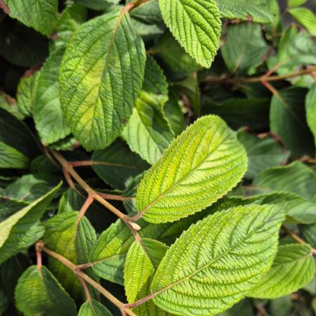Viburnum plicatum 'Mariesii' - Örökzöld bangita 10 liter