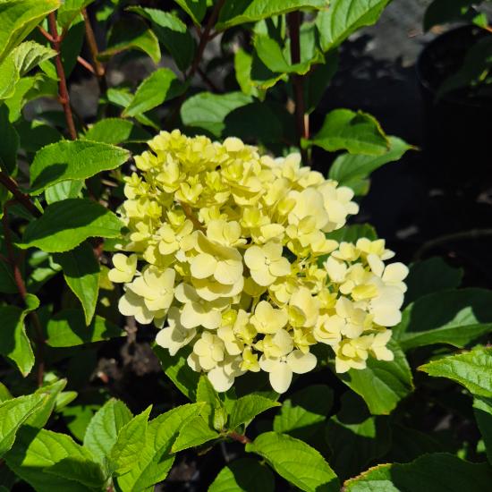 Hydrangea paniculata 'Vanille Fraise' - Bugás hortenzia 5 liter Hydrangea paniculata 'Vanille Fraise' - Bugás hortenzia 5 liter