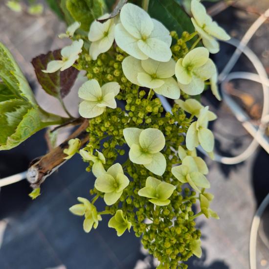 Hydrangea quercifolia - Tölgylevelű hortenzia 10 liter Hydrangea quercifolia - Tölgylevelű hortenzia 10 liter