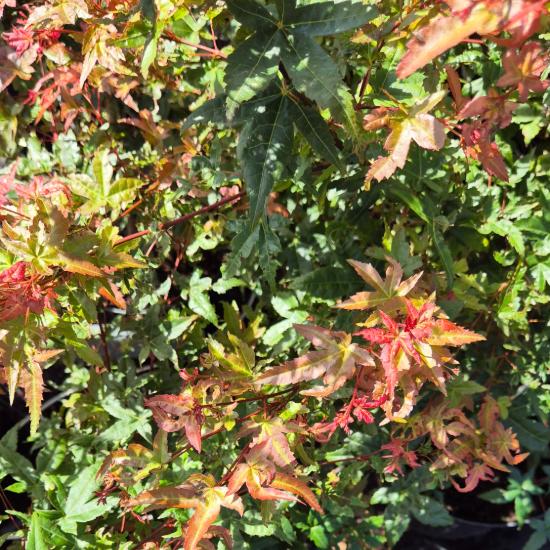 Acer palmatum 'Deshojo' - Japán juhar 10 liter Acer palmatum 'Deshojo' - Japán juhar 10 liter
