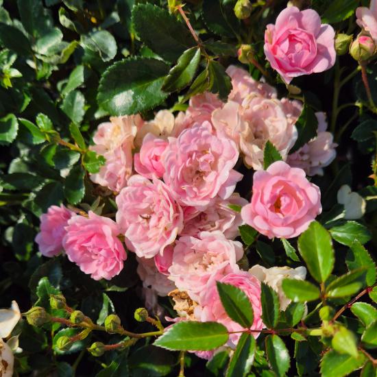 Rosa 'The Fairy' - Rózsaszín talajtakaró rózsa 2 liter Rosa 'The Fairy' - Rózsaszín talajtakaró rózsa 2 liter